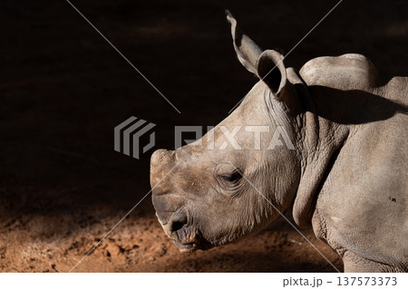 Young rhino in dramatic light and deep shadow 137573373