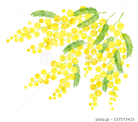 ミモザ　水彩風　大きな束 137573415