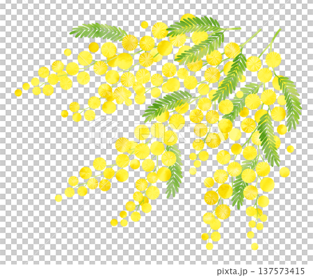 Mimosa watercolor style large bunch 137573415