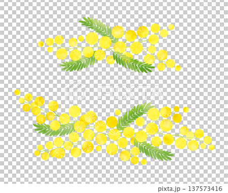 Mimosa watercolor style, 2 small Mimosa watercolor style, 2 small 137573416