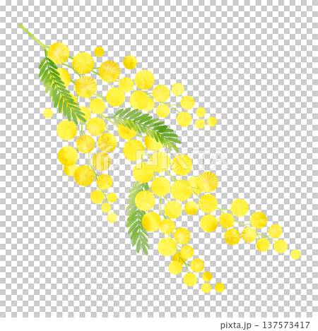 ミモザ　水彩風　 137573417