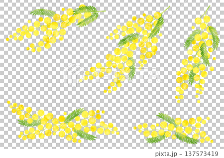 Mimosa watercolor material set Mimosa watercolor material set 137573419