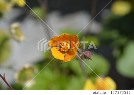 Avens Carlskaer 137573535