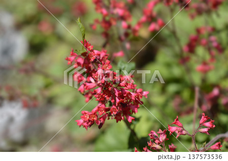 Coral Bells Splendens 137573536