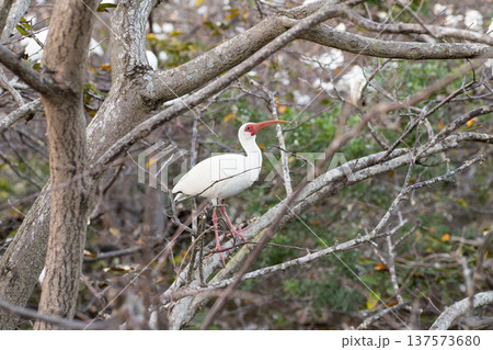 木の上のアメリカシロトキ 137573680