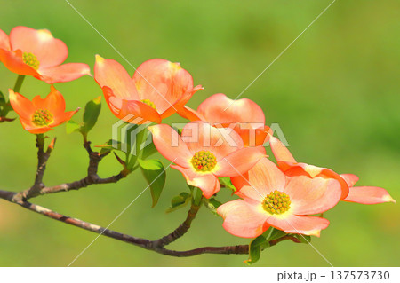 日差しを浴びるベニバナヤマボウシ 137573730