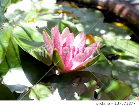 ピンク色のスイレンの花 137573877