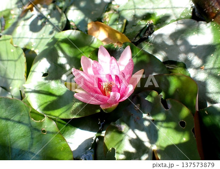 ピンク色のスイレンの花 137573879