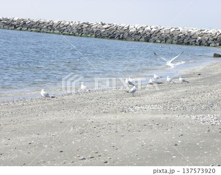 検見川浜に来た冬の渡り鳥ユリカモメ 137573920