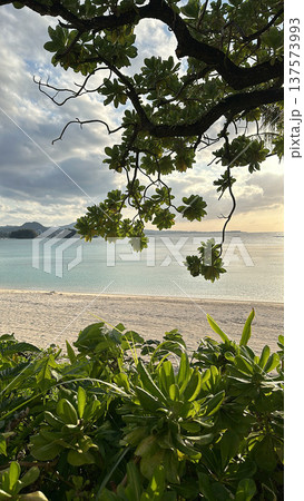 木陰から見えるエメラルドグリーンの海 137573993