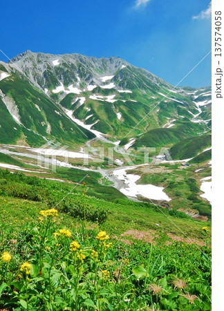 チングルマの花咲く夏の立山連峰 チングルマの花咲く夏の立山連峰 137574058