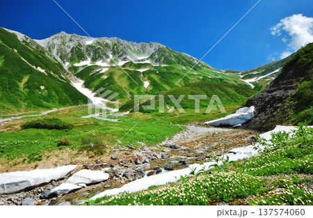 チングルマの花咲く夏の立山連峰 チングルマの花咲く夏の立山連峰 137574060