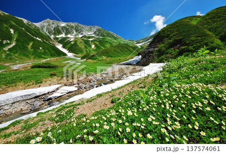 チングルマの花咲く夏の立山連峰 チングルマの花咲く夏の立山連峰 137574061