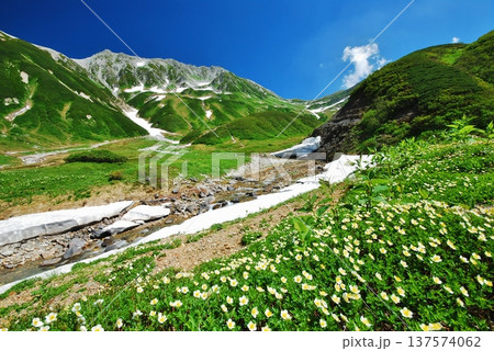 チングルマの花咲く夏の立山連峰 137574062