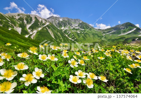 チングルマの花咲く夏の立山連峰 137574064