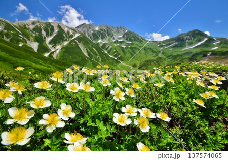 チングルマの花咲く夏の立山連峰 137574065