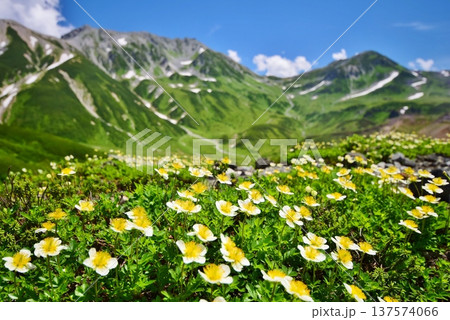 チングルマの花咲く夏の立山連峰 137574066