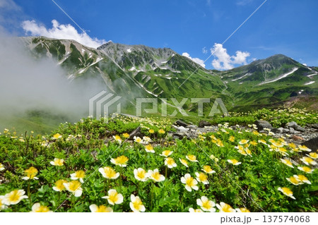 チングルマの花咲く夏の立山連峰 チングルマの花咲く夏の立山連峰 137574068