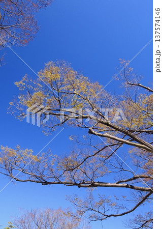 春の芽吹きの欅と青空 137574146