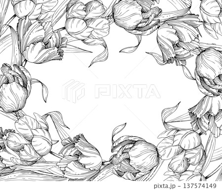 Frame of the tulips. Handmade ink vector illustration of tulip. For design of cards, cover, prints, product labels and fabric. Frame of the tulips. Handmade ink vector illustration of tulip. For design of cards, cover, prints, product labels and fabric. 137574149