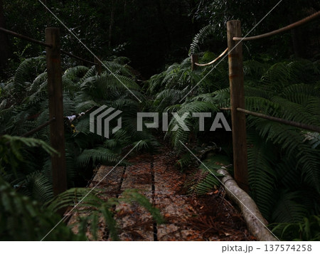 シダ植物が茂り塞ぐ通路 シダ植物が茂り塞ぐ通路 137574258