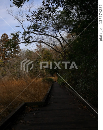 林の通路 137574286