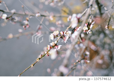 綺麗に花を咲かせる梅の枝 綺麗に花を咲かせる梅の枝 137574612