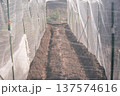 防虫ネットで簡易ハウス 137574616