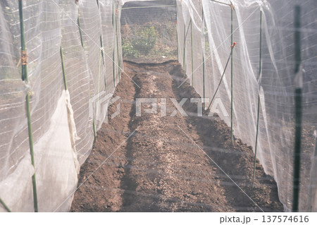 防虫ネットで簡易ハウス 137574616