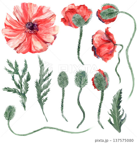 Vintage Set of watercolor red poppies with drop buds and leaves separately Vintage Set of watercolor red poppies with drop buds and leaves separately 137575080