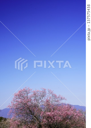 広橋梅林春景色 梅花爛漫 137575438