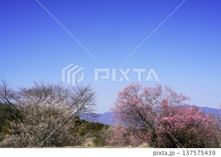 広橋梅林春景色 梅花爛漫 広橋梅林春景色 梅花爛漫 137575439