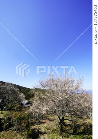 広橋梅林春景色 梅花爛漫 広橋梅林春景色 梅花爛漫 137575453