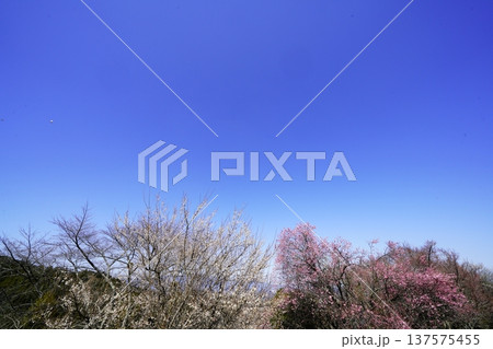 広橋梅林春景色 梅花爛漫 広橋梅林春景色 梅花爛漫 137575455