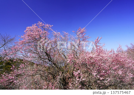 広橋梅林春景色 梅花爛漫 広橋梅林春景色 梅花爛漫 137575467