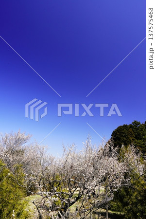 広橋梅林春景色 梅花爛漫 広橋梅林春景色 梅花爛漫 137575468