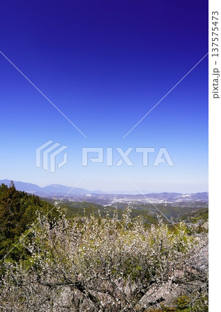 広橋梅林春景色 梅花爛漫 広橋梅林春景色 梅花爛漫 137575473