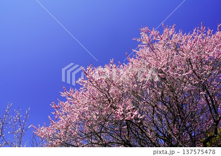広橋梅林春景色 梅花爛漫 広橋梅林春景色 梅花爛漫 137575478