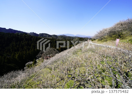 広橋梅林春景色 梅花爛漫 137575482
