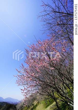 広橋梅林春景色 梅花爛漫 広橋梅林春景色 梅花爛漫 137575491