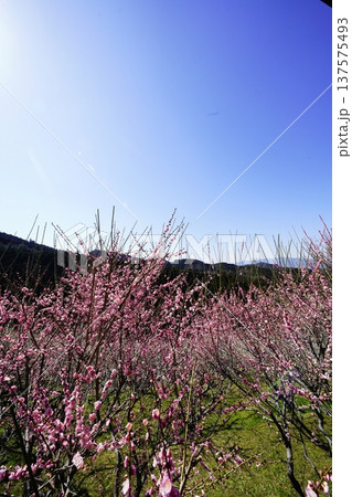 広橋梅林春景色 梅花爛漫 広橋梅林春景色 梅花爛漫 137575493