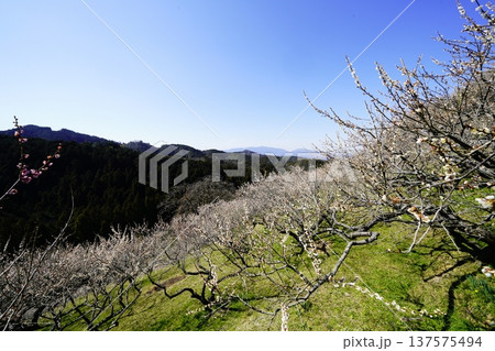 広橋梅林春景色 梅花爛漫 広橋梅林春景色 梅花爛漫 137575494