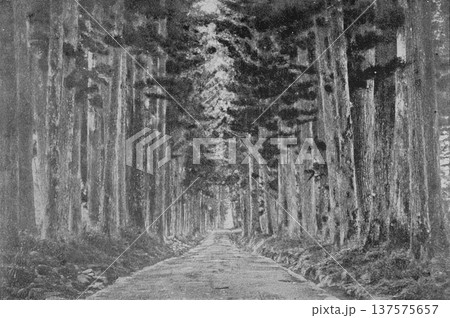 古写真 1894年 日光杉並木 古写真 1894年 日光杉並木 137575657