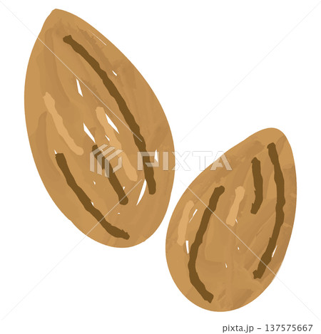 アーモンドの手描き風イラスト 137575667