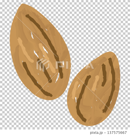 アーモンドの手描き風イラスト 137575667