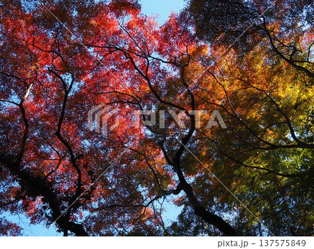 見上げたモミジ 137575849