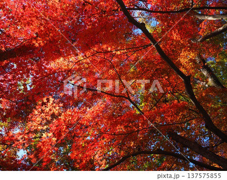見上げたモミジ 見上げたモミジ 137575855