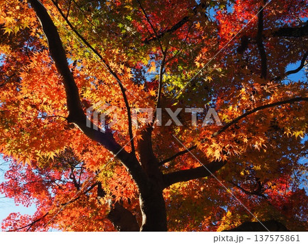 見上げたモミジ 137575861