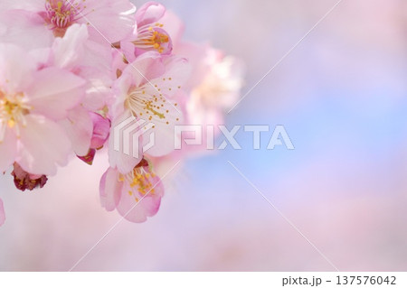 春の訪れを告げる河津桜 春の訪れを告げる河津桜 137576042