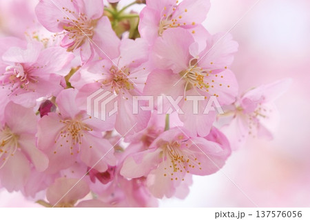 春の訪れを告げる河津桜 春の訪れを告げる河津桜 137576056